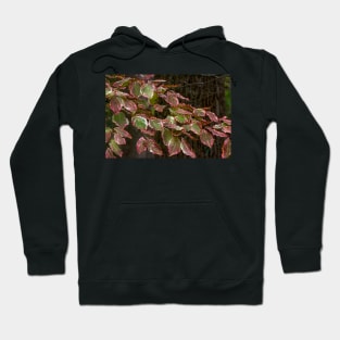 Liquid Dogwood Hoodie